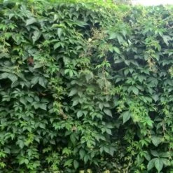 Parthenocissus Quinquefolia - Virginia Creeper -Fruit Garden Shop Parthenocissus quinquefolia 01