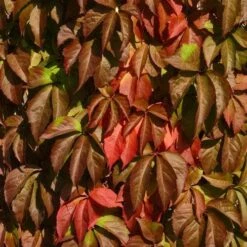 Parthenocissus Quinquefolia - Virginia Creeper -Fruit Garden Shop Parthenocissus quinquefolia 04