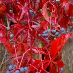 Parthenocissus Quinquefolia - Virginia Creeper -Fruit Garden Shop Parthenocissus quinquefolia 05