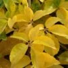 Parthenocissus Quinquefolia Yellow Wall -Fruit Garden Shop Parthenocissus quinquefolia Yellow Wall 01