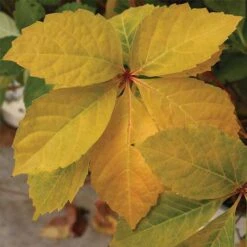Parthenocissus Quinquefolia Yellow Wall -Fruit Garden Shop Parthenocissus quinquefolia Yellow Wall 03