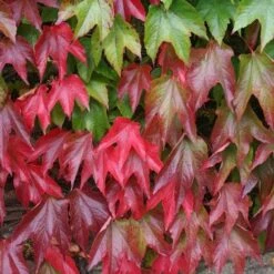 Parthenocissus Tricuspidata Veitchii - Boston Ivy -Fruit Garden Shop Parthenocissus tricuspidata Veitchii 06