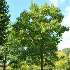 Paulownia Elongata 9 Paulownia Elongata -Fruit Garden Shop Paulowniaelongata03