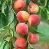 Peach Amsden -Fruit Garden Shop Peach Amsden 01