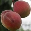 Peach Peregrine -Fruit Garden Shop Peach Peregrine 01