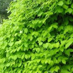 Philadelphus Coronarius Aureus -Fruit Garden Shop Philadelphus coronarius Aureus 03