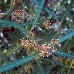 Phillyrea Angustifolia -Fruit Garden Shop Phillyrea angustifolia 07