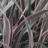 Phormium Pink Stripe 1 Phormium Pink Stripe -Fruit Garden Shop Phormium Pink Stripe 01