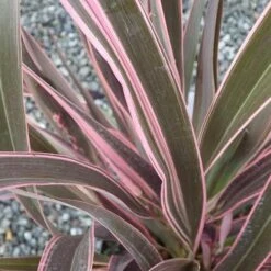 Phormium Pink Stripe -Fruit Garden Shop Phormium Pink Stripe 03