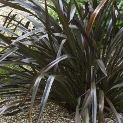 Phormium Platt’s Black -Fruit Garden Shop Phormium Platts Black 02