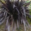 Phormium Platt’s Black -Fruit Garden Shop Phormium Platts Black 03