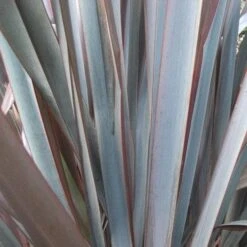 Phormium Platt’s Black -Fruit Garden Shop Phormium Platts Black 04