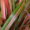 Phormium Jester -Fruit Garden Shop Phormium Jester 01