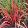 Phormium Margaret Jones 2 Phormium Margaret Jones -Fruit Garden Shop Phormium MargaretJones 1