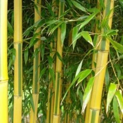 Phyllostachys Aureosulcata Spectabilis -Fruit Garden Shop Phyllostachys aureosulcata Spectabilis 03