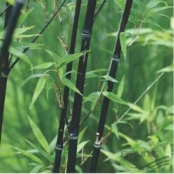 Phyllostachys Nigra Punctata -Fruit Garden Shop Phyllostachys nigra Punctata 03