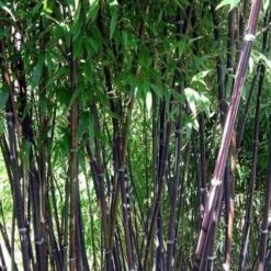 Phyllostachys Nigra Punctata -Fruit Garden Shop Phyllostachys nigra Punctata 05