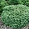 Picea Abies Nidiformis -Fruit Garden Shop Picea abies Nidiformis 01