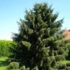 Picea Breweriana - Brewer's Weeping Spruce