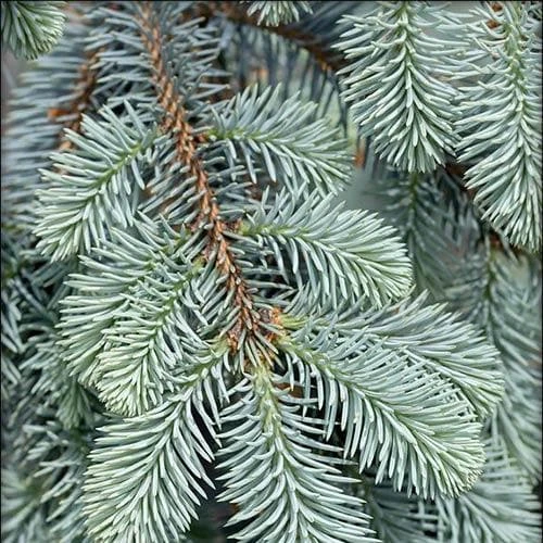 Picea Pungens Fat Albert 4 Picea Pungens Fat Albert - Image 2