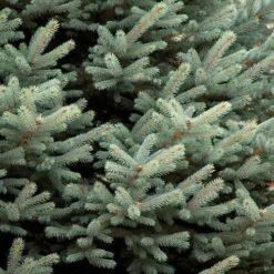 Picea Pungens Fat Albert 9 Picea Pungens Fat Albert -Fruit Garden Shop Picea pungens Fat Albert 03