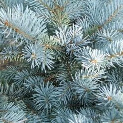 Picea Pungens Fat Albert 11 Picea Pungens Fat Albert -Fruit Garden Shop Picea pungens Fat Albert 05