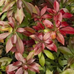 Pieris Japonica Katsura 10 Pieris Japonica Katsura -Fruit Garden Shop Pieris japonica Katsura01