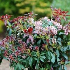 Pieris Japonica Katsura 13 Pieris Japonica Katsura -Fruit Garden Shop Pieris japonica Katsura03