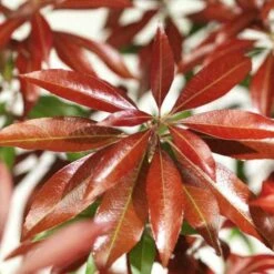 Pieris Japonica Katsura 12 Pieris Japonica Katsura -Fruit Garden Shop Pieris japonica Katsura06