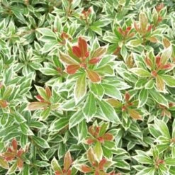 Fruit Garden Shop -Fruit Garden Shop Pieris japonica Little Heath