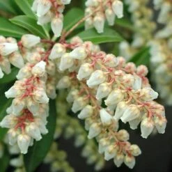Pieris Japonica Little Heath -Fruit Garden Shop Pieris japonica Little Heath 04