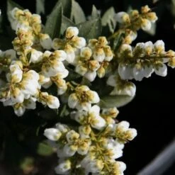 Pieris Japonica Sarabande -Fruit Garden Shop Pieris japonica Sarabande 02