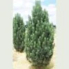 Pinus Strobus Fastigiata 1 Pinus Strobus Fastigiata -Fruit Garden Shop Pinus strobus fastigiata 02