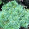 Pinus Wallichiana Nana -Fruit Garden Shop Pinus wallichiana nana 01