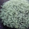 Pittosporum Tenuifolium Silver Queen -Fruit Garden Shop Pittosporum ten Silver Queen 01