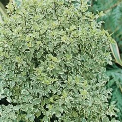 Pittosporum Tenuifolium Silver Queen -Fruit Garden Shop Pittosporum ten Silver Queen 03