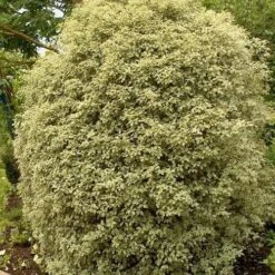 Pittosporum Tenuifolium Silver Queen -Fruit Garden Shop Pittosporum ten Silver Queen 04