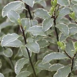 Pittosporum Tenuifolium Silver Queen -Fruit Garden Shop Pittosporum ten Silver Queen 05