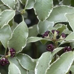 Pittosporum Tenuifolium Silver Queen -Fruit Garden Shop Pittosporum ten Silver Queen 06