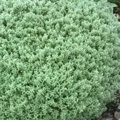 Pittosporum Tenuifolium Golf Ball 15 Pittosporum Tenuifolium Golf Ball -Fruit Garden Shop Pittosporum tenuifolium Golf Ball 03