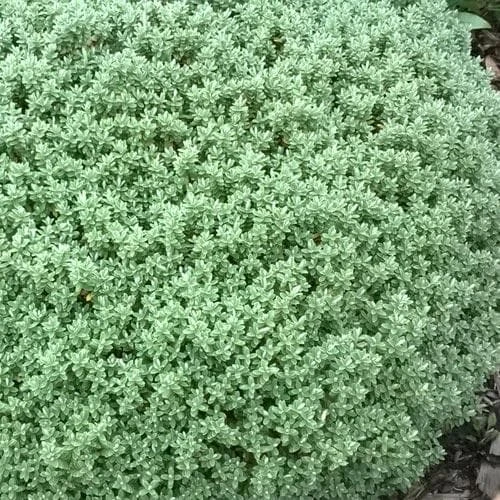 Pittosporum Tenuifolium Golf Ball 8 Pittosporum Tenuifolium Golf Ball - Image 6