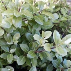 Pittosporum Tenuifolium Golf Ball 16 Pittosporum Tenuifolium Golf Ball -Fruit Garden Shop Pittosporum tenuifolium Golf Ball 04