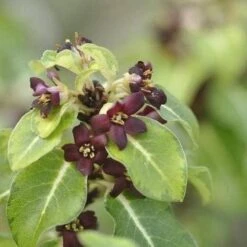 Pittosporum Tenuifolium Gold Star -Fruit Garden Shop Pittosporum tenuifolium Gold Star 03x