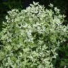 Pittosporum Tenuifolium Irene Paterson 1 Pittosporum Tenuifolium Irene Paterson -Fruit Garden Shop Pittosporum tenuifolium Irene Paterson04