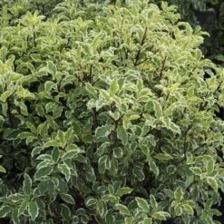 Pittosporum Tenuifolium Variegatum -Fruit Garden Shop Pittosporum tenuifolium Variegatum04