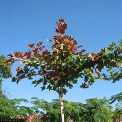 Platanus Orientalis Mirkovec -Fruit Garden Shop Platanus orientalis Mirkovec 02x