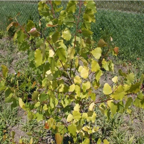 Populus Candicans Aurora - Variegated Poplar 3 Populus Candicans Aurora - Variegated Poplar