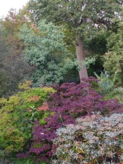 Populus Jacquemontii Glauca -Fruit Garden Shop Populus jacquemontii Glauca 03x