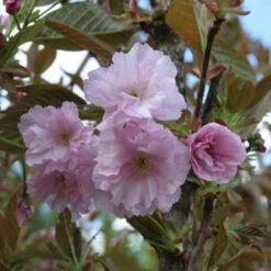 Prunus Serrulata Kanzan -Fruit Garden Shop Prunus Kanzan 04
