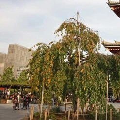 Prunus Kiku-Shidare-Sakura 8 Prunus Kiku-Shidare-Sakura -Fruit Garden Shop Prunus Kiku shidare sakura 03x